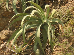 Agave dissimulans