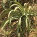 Agave dissimulans - Photo 由 Leticia Soriano Flores 所上傳的 (c) Leticia Soriano Flores，保留部份權利CC BY-NC