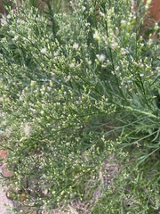Erigeron canadensis