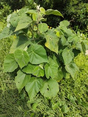 Allowissadula holosericea