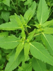 Euphorbia cuphosperma