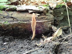 Microglossum olivaceum