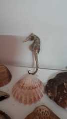 Hippocampus patagonicus
