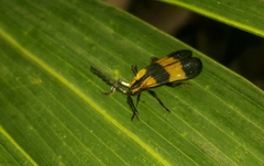 Calopteron reticulatum