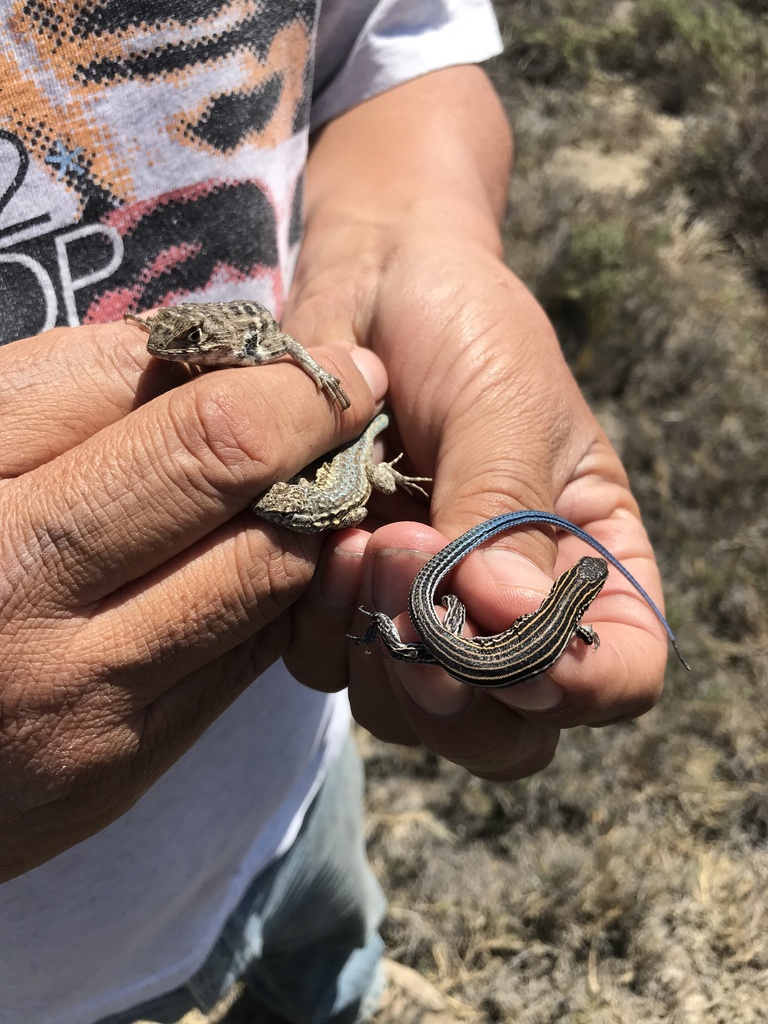 Baja California Whiptail