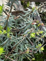 Acrotriche serrulata