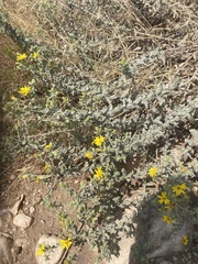 Heterotheca utahensis