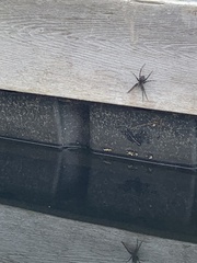 Dolomedes scriptus