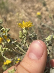 Heterotheca utahensis