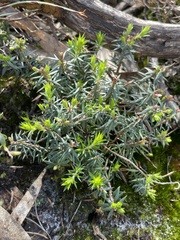 Acrotriche serrulata