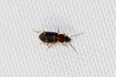 Stenolophus ochropezus