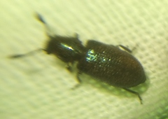 Necrobia violacea