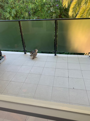 Tyto alba delicatula