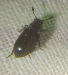 Necrobia violacea