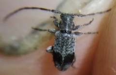 Exocentrus punctipennis