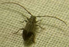 Exocentrus punctipennis