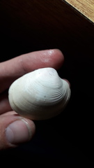 Eucallista purpurata