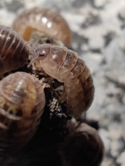 Armadillidium