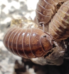 Armadillidium