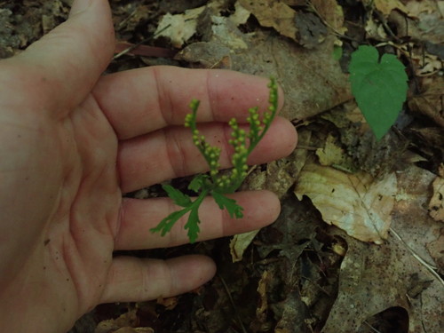 Image of Narrow Triangle Moonwort (Botrychium angustisegmentum) by no rights reserved
