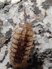 Armadillidium