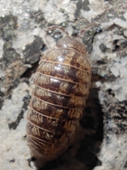 Armadillidium