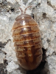 Armadillidium