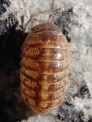 Armadillidium