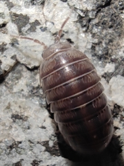 Armadillidium