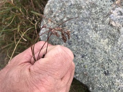 Luzula spicata