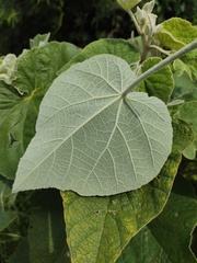 Allowissadula holosericea