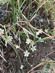 Mononeuria groenlandica