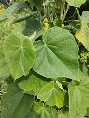 Allowissadula holosericea