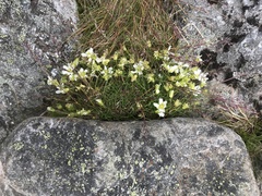 Mononeuria groenlandica