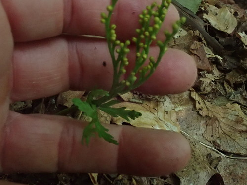 Image of Narrow Triangle Moonwort (Botrychium angustisegmentum) by no rights reserved