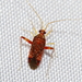 Phytocoris puella - Photo (c) Brenda Bull, some rights reserved (CC BY-NC), uploaded by Brenda Bull