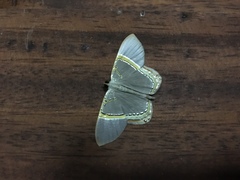 Phrygionis privignaria