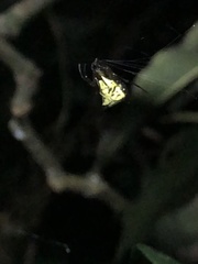 Micrathena acuta