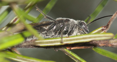 Thynnoidea