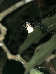 Micrathena acuta