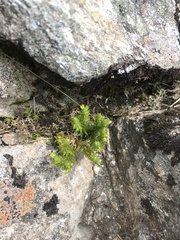 Huperzia appressa