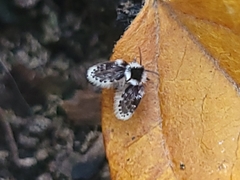 Lepiseodina conspicua