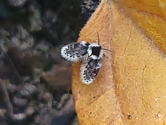 Lepiseodina conspicua