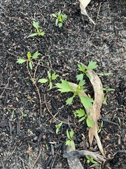 Trachymene composita