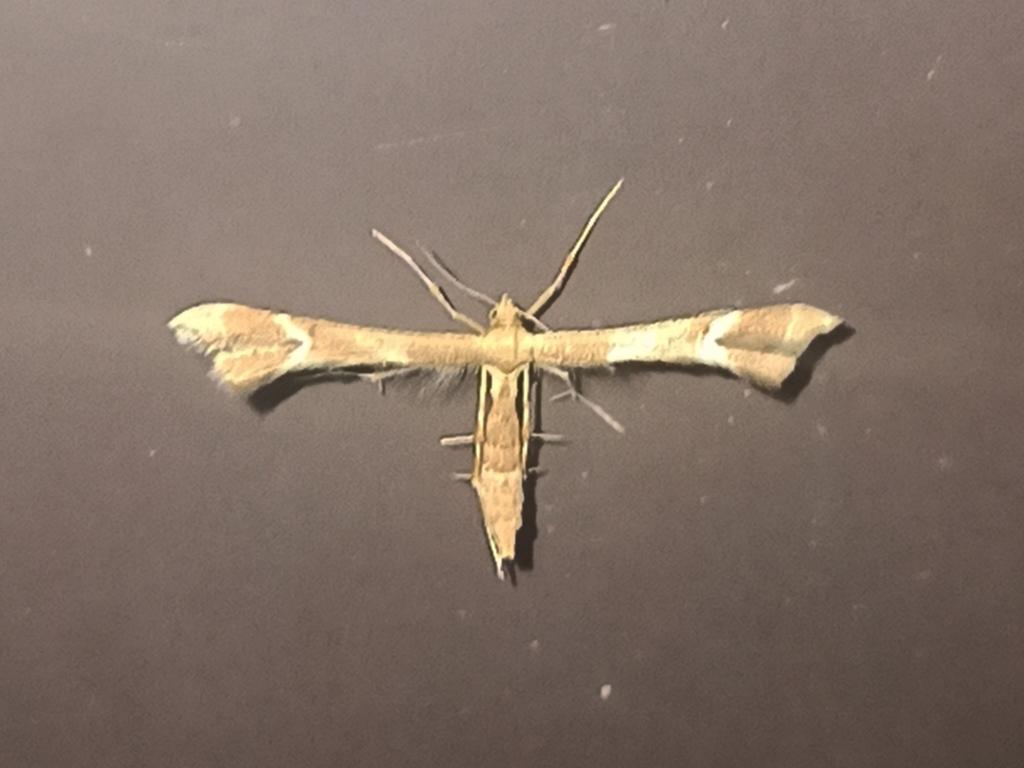 Marasmarcha cinnamomea