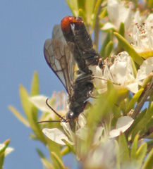 Thynnoidea