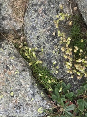 Mononeuria groenlandica