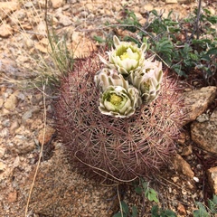 Echinomastus erectocentrus erectocentrus