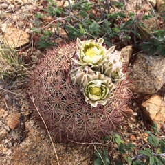 Echinomastus erectocentrus erectocentrus