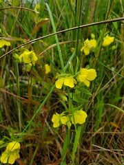 Lysimachia quadriflora